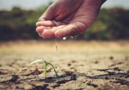 person hand watering a sprout growing on soil