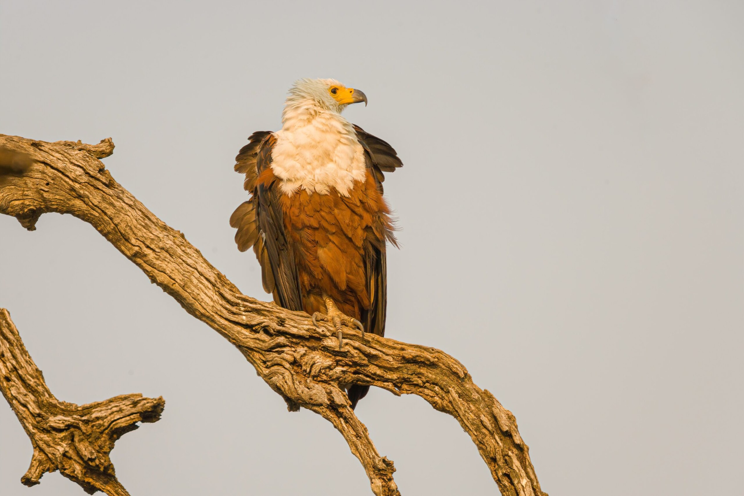 Ramsar COP15 outcomes: Victoria Falls gets global wetland status